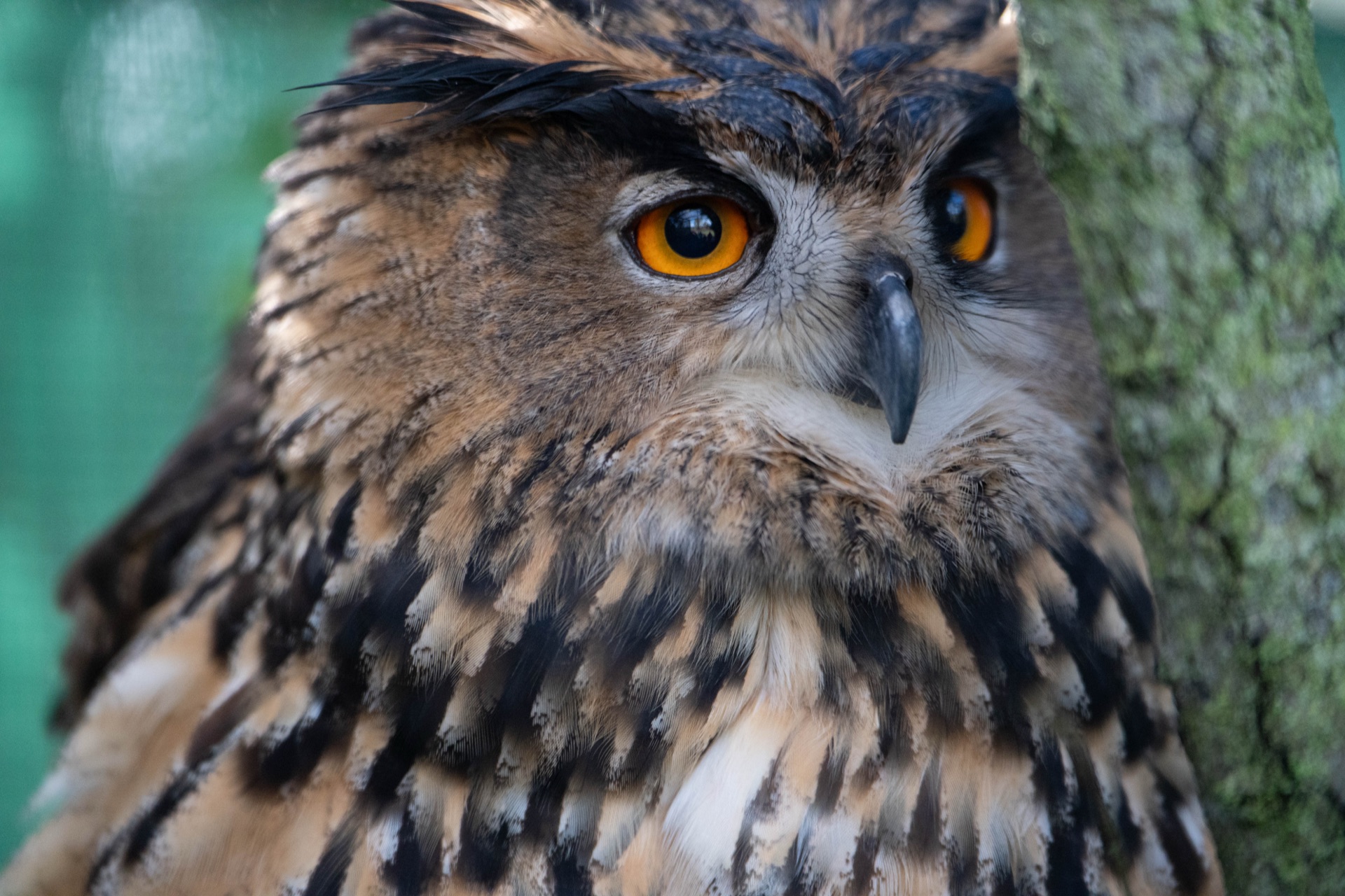 Qualsevol donació és de gran ajuda per als animals de Granja Natura