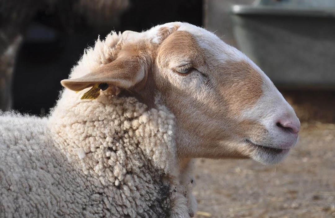 Mussol a Granja Natura — els nostres animals tenen històries úniques