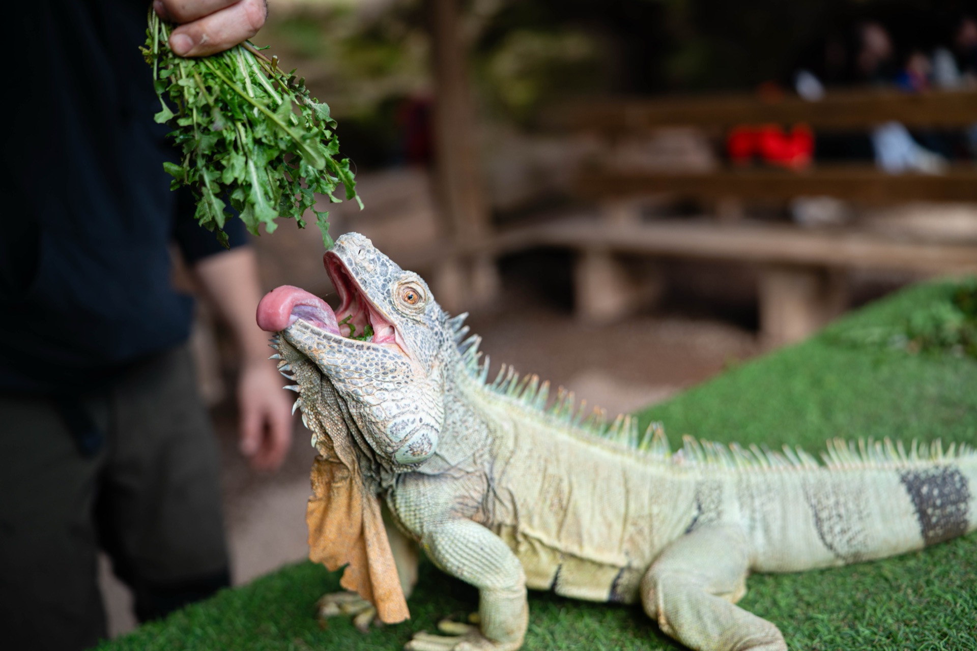 Col·labora amb Granja Natura