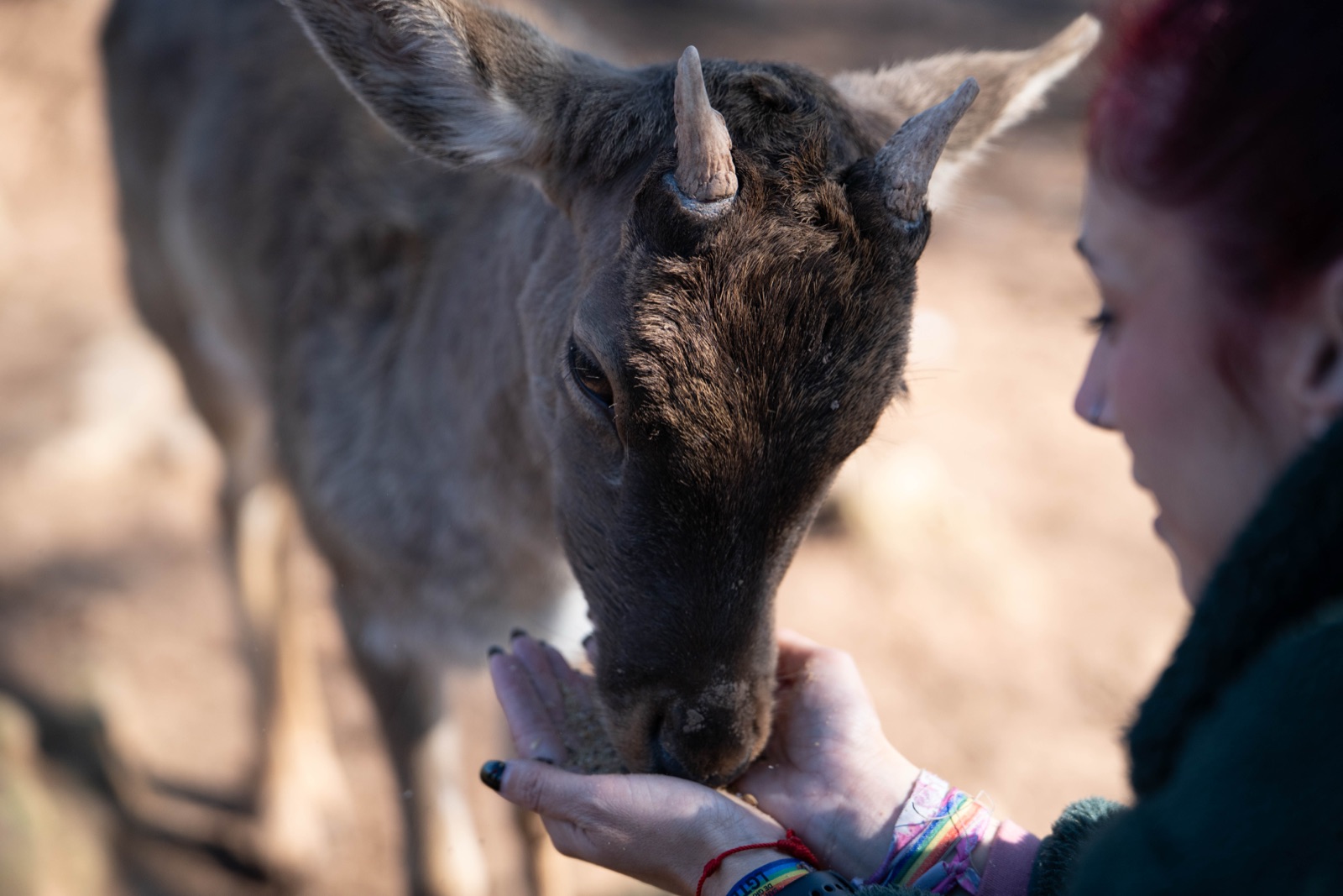 Apadrina un animal a Granja Natura — cérvol alimentat