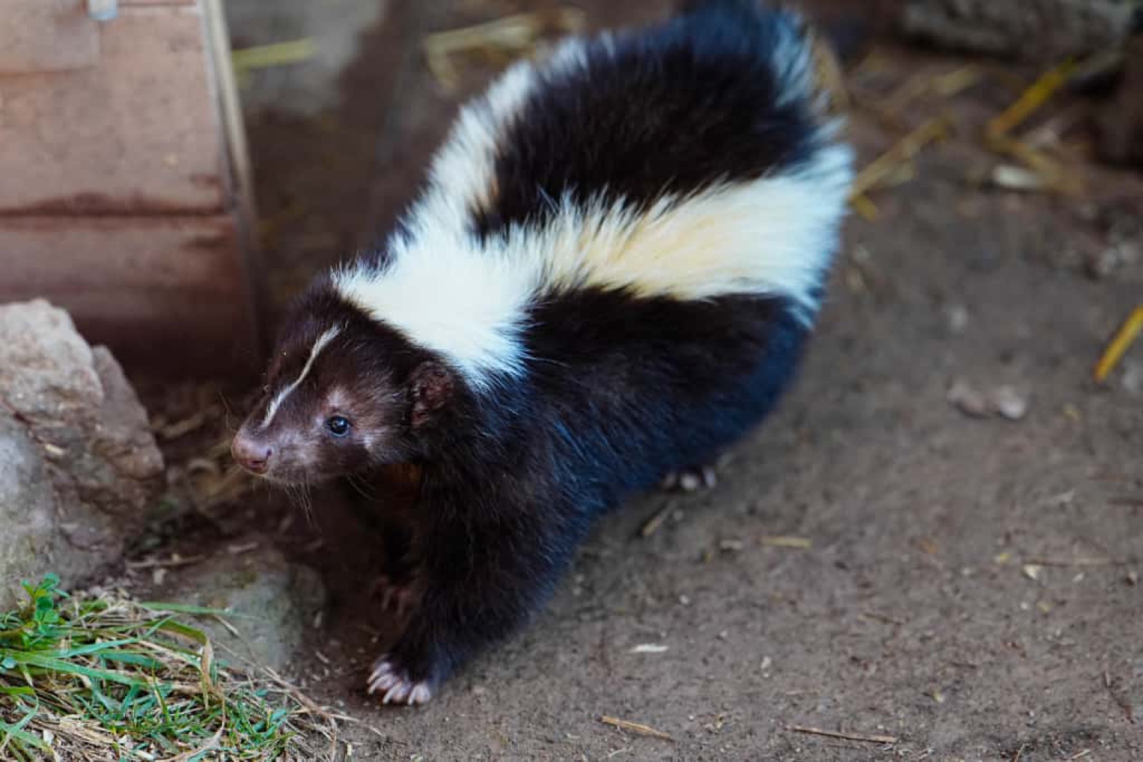 Toca-toca Viatger - 6